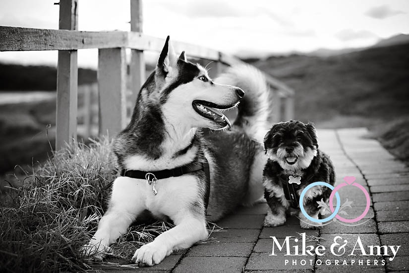 A and A&nbsp;Eshoot-12v2